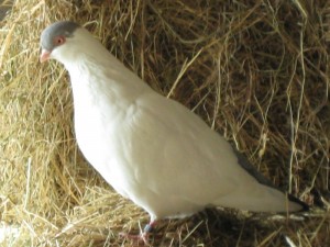 Tierschuz-Projekt-AnimalVision-Tauben